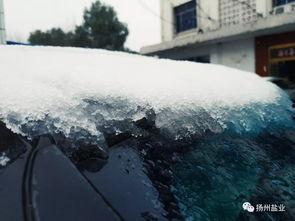 柏临融雪,探寻古代智慧与自然和谐共生的奥秘